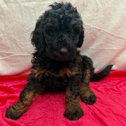 Ash - Phantom female Goldendoodle puppy in Spokane, Washington from Goldendoodles on the Prairie