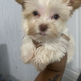 Girl 3 - Gold Yorkshire Terrier puppy in Catawba, North Carolina from Gamora’s Galactic Paw Pals