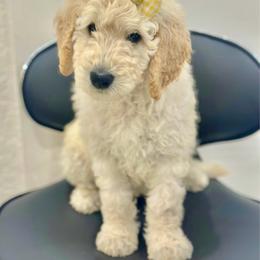 Pearl - Cream female Goldendoodle puppy in Miami, Florida from Jade’s Paws & Co. Of Miami LLC