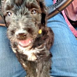 Aussiedoodle Puppies from Color Country Doodles