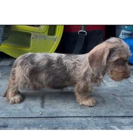 Ozzy - Dachshund