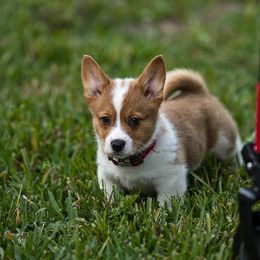 Pembroke Welsh Corgi Puppies from Shells Sunshine Corgis