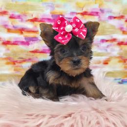 Maggie - Blue and gold female Yorkshire Terrier puppy in Monticello, Iowa from Ashley’s Puppies