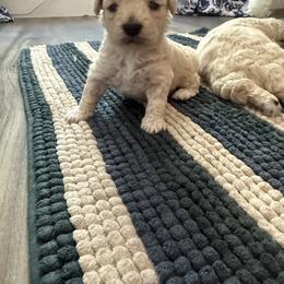 Dolly - Cream female Poodle puppy in Beeville, Texas from Casa de Curls