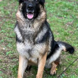 German Shepherds from Tagträumer kennels