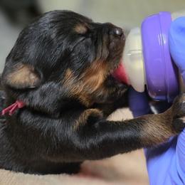 Girl 2 - Black and tan female Rottweiler puppy in Stanton, Kentucky from Vom Hause Alistair