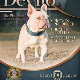 DeVito - French Bulldog