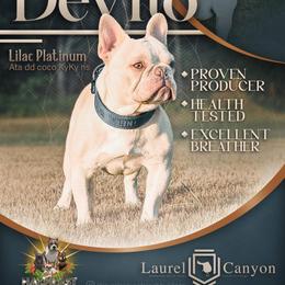 DeVito - French Bulldog