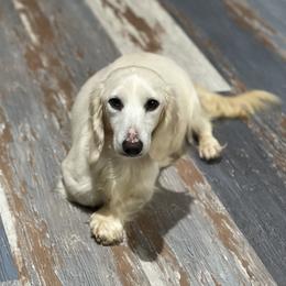 Beluga - Dachshund