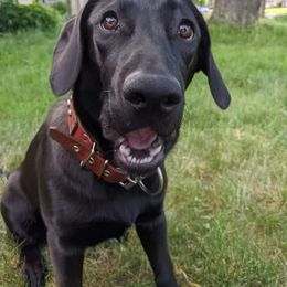 Chinook, Golden Retriever, and Labrador Retriever Puppies from Aurum Canine Services