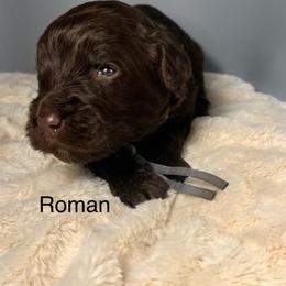 Roman - Chocolate male Goldendoodle puppy in New Ringgold, Pennsylvania from Hawk Mountain Doodles