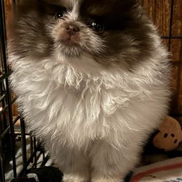 Trixie gorgeous champion bloodlines!!! - Tri-colored Pomeranian puppy in Corydon, Indiana from Kortes Pomeranians
