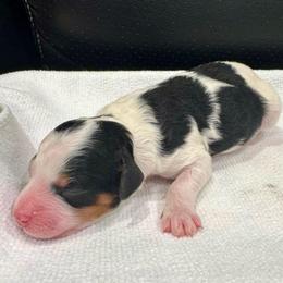 Puppy Seven - Tri-color male Bernedoodle puppy in Rock Hill, South Carolina from LolliPop Farms