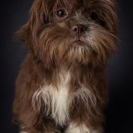 Boots - Liver and white male Shih Tzu puppy in Ocala, Florida from Mimi's Shih-tzus of Ocala