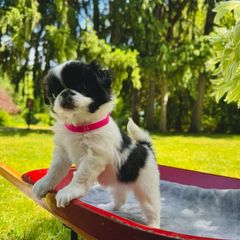 Girl 2  #12 - Black and white Japanese Chin puppy in Vernon, Connecticut from Chin Babies