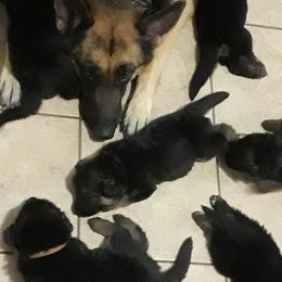 German Shepherd Puppies from Von Jo-Rielle Kennel