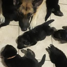 German Shepherd Puppies from Von Jo-Rielle Kennel