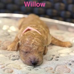 Willow - Apricot female Poodle puppy in Union Grove, Alabama from Beltane Bonnies