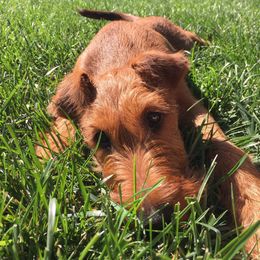 Irish Terrier Puppies from Terri VandeZande's Irish Terriers