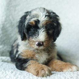 Boy 6 - male Australian Mountain Doodle puppy in Travelers Rest, South Carolina from Upstate Aussie Mountain Doodles