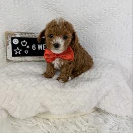 Red - Red  male Poodle puppy in Florida from Adorable Toy-Miniature Poodles