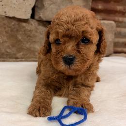 Micro mini boy Blue Collar - Red  male Goldendoodle puppy in Cullman, Alabama from My Awesome Rover