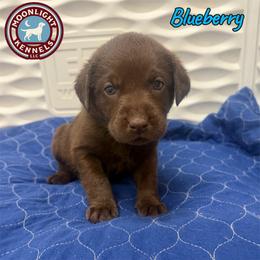 Blueberry - Chocolate female Labrador Retriever puppy in Elloree, South Carolina from Moonlight Kennels LLC