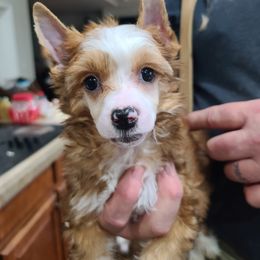 Chinese Crested Puppies from Mountain Meadows