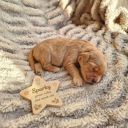 Sparky - Dark golden male Golden Retriever puppy in Inman, South Carolina from Shadow Acres