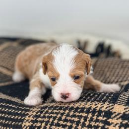 Chai - Apricot female Goldendoodle puppy in New Harmony, Indiana from Cottonwood Farms