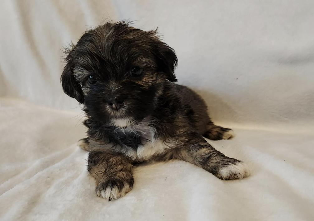 Lotsa Apsos in Texas Lhasa Apso puppies Good Dog