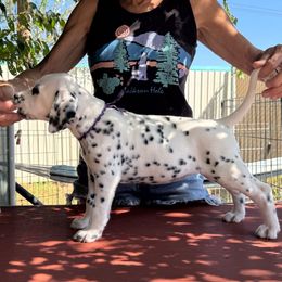 Lunch Box - White and black female Dalmatian puppy in Carlsbad, New Mexico from ECMO Farm Dalmatians & Labrador Retrievers