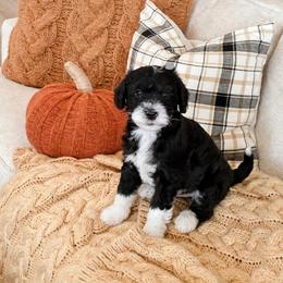 Nutmeg - Black and white female Sheepadoodle puppy in Austin, Texas from Darling Doodles
