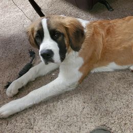 Ladie Bug - Saint Bernard