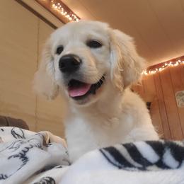 English Setter, Golden Retriever, and Gordon Setter Puppies from Katherine Lirette