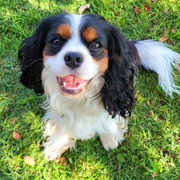 Cavalier King Charles Spaniel Puppies from Faithful Friends Cavaliers
