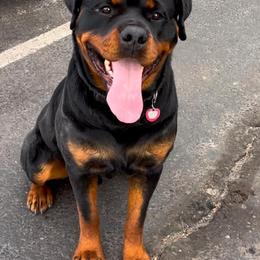Rottweiler All Grown Up from Truhero Dog Kennel