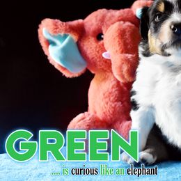 Girl 2 - Black Australian Shepherd puppy in Delta, Missouri from Nightblood Aussies