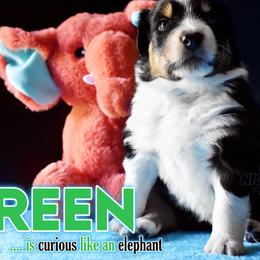 Girl 2 - Black Australian Shepherd puppy in Delta, Missouri from Nightblood Aussies