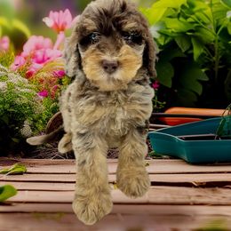Copper - Merle male Bernedoodle puppy in Thornville, Ohio from Four Front Doodles & Friends