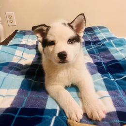 Pomsky Puppies from Periwinkle Pomskies