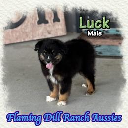 Luck - Black tri male Toy Australian Shepherd puppy in Forestburg, Texas from Flaming Dill Ranch Aussies