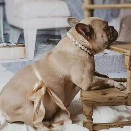 Lilo - French Bulldog