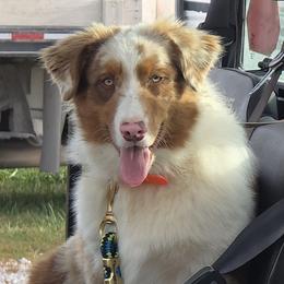 Oakey - Australian Shepherd
