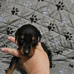 Phoenix - Black and rust female Doberman Pinscher puppy in Mount Orab, Ohio from Heyne Kennels