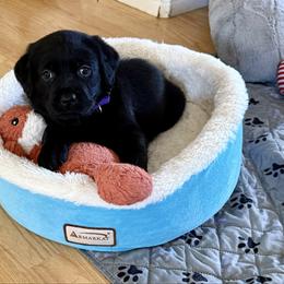 Girl 2 - Black female Labrador Retriever puppy in Ranchita, California from Pacific Crest Labradors