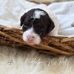 Alaska - Ms. Red - Brown and white female Bernedoodle puppy in Tomball, Texas from Wynterwood Doodles