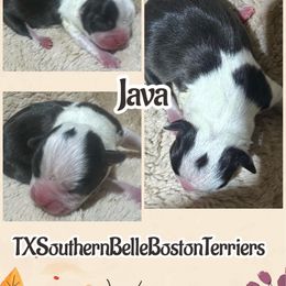 Java - Black and white male Boston Terrier puppy in Brazos Point, Texas from TX Southern Belle Bostons