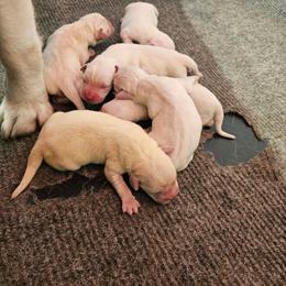 Black - Yellow male Labrador Retriever puppy in Lititz, Pennsylvania from R&M Labrador Retriever Puppies