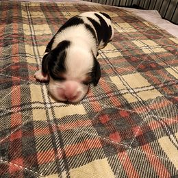 Cavalier King Charles Spaniel Puppies from KC's Kingdom Cavaliers